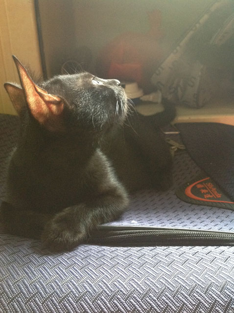 cat