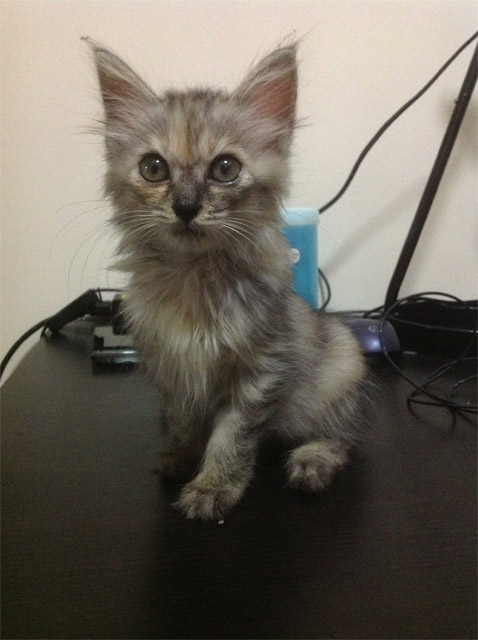 cat
