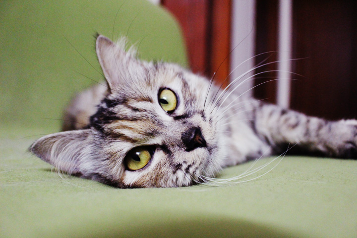 Miao