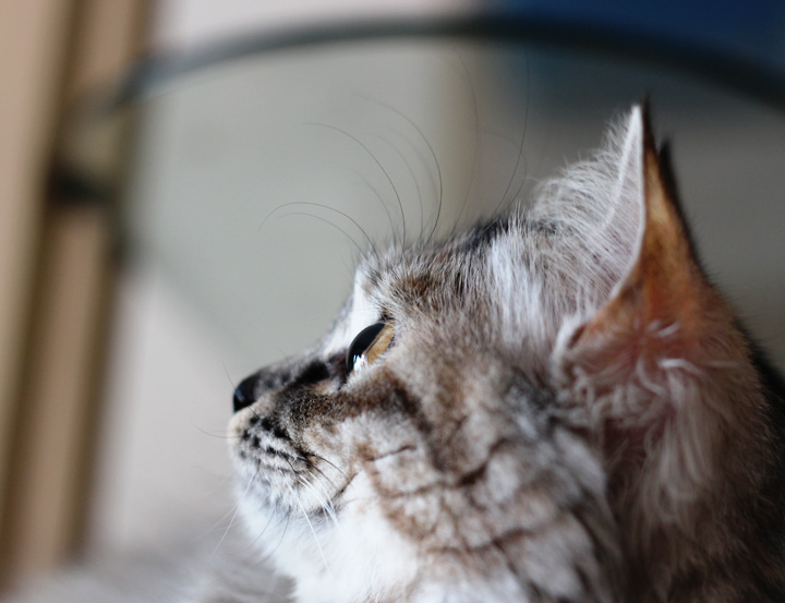 Miao